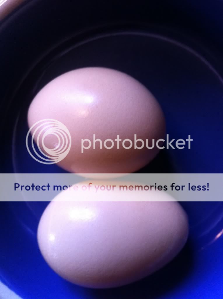 firsteggs.jpg