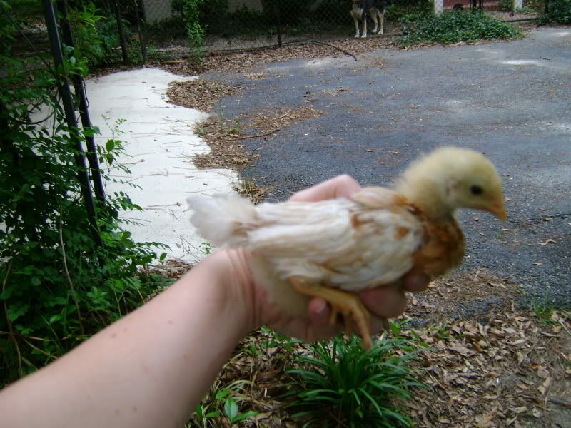 UnknownChick.jpg