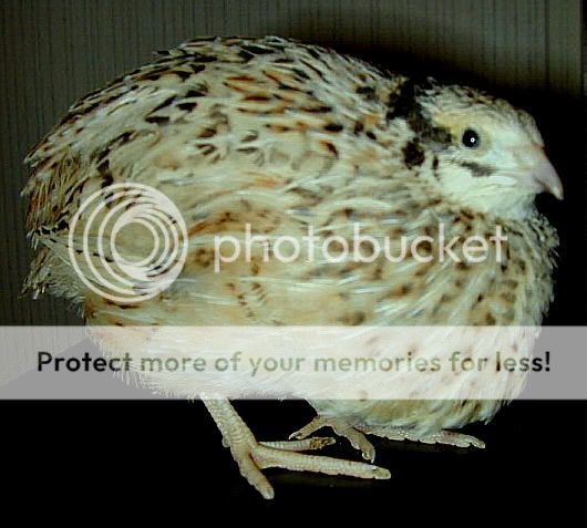 It6.jpg