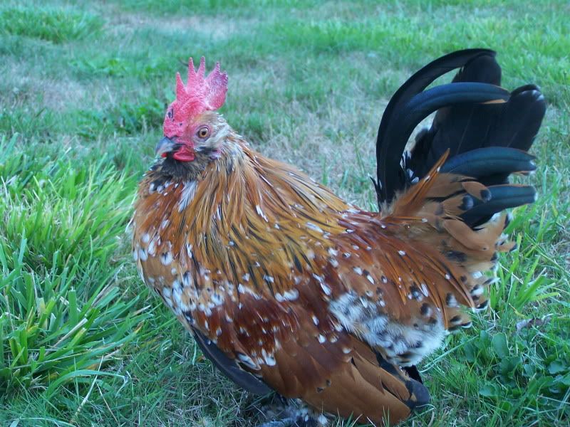 millefluerroosteroct2009007.jpg