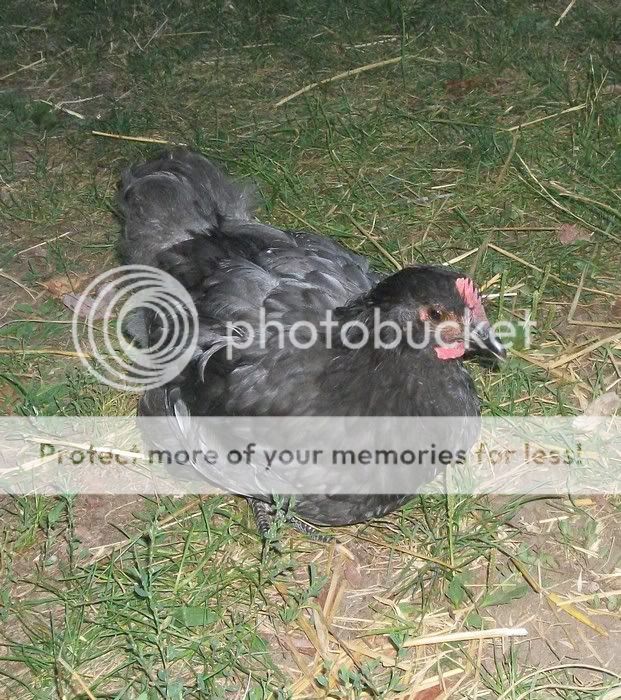 rooster1-5.jpg