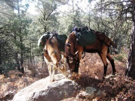 Apache-Pinto-packsaddlesw.jpg