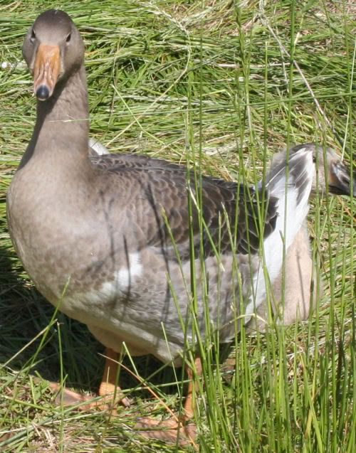 goose1-1.jpg