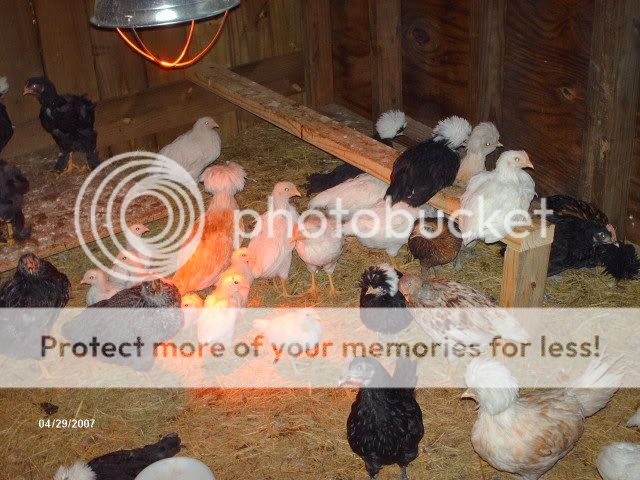 Picture097.jpg
