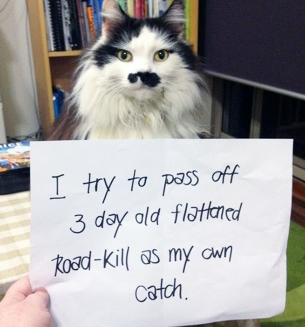 cat-shaming-53__605.jpg