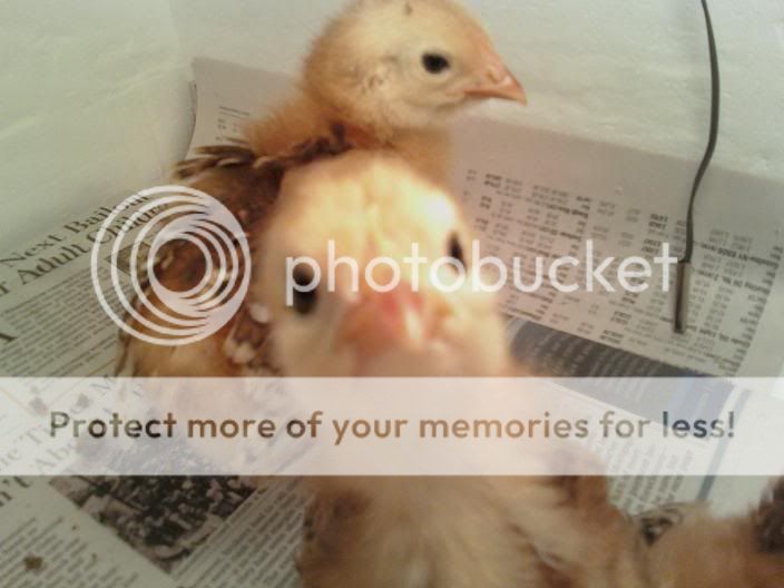 chicks.jpg