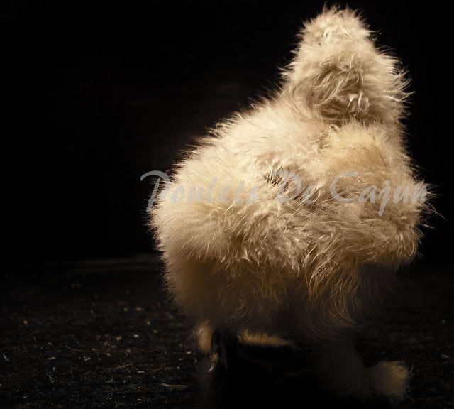 Splashchick5.jpg