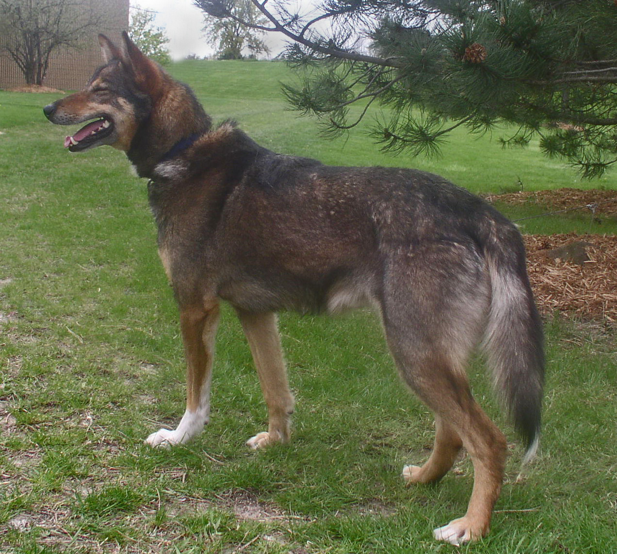 Goose-Alaskan_Husky.jpg