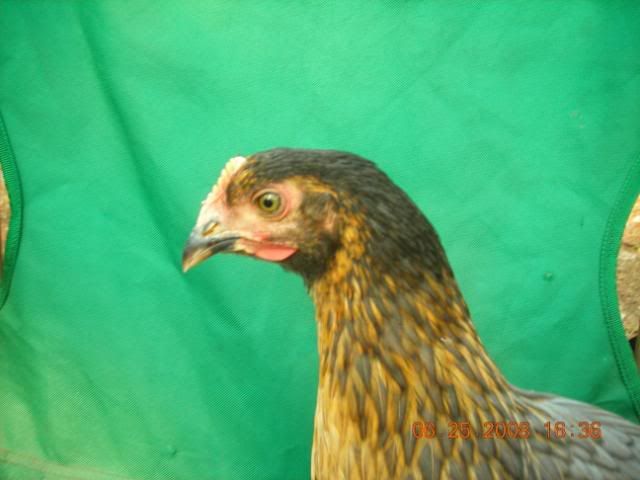 DSCN3492.jpg