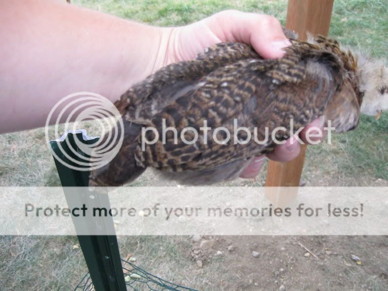July12th2011011.jpg