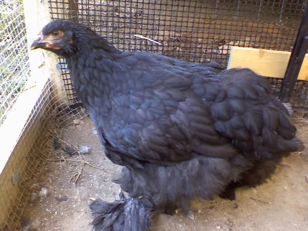 blackcochins2.jpg