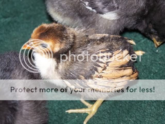 MyChickens004-2.jpg