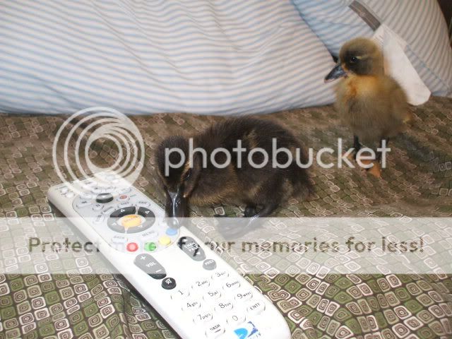 Picture067-1.jpg