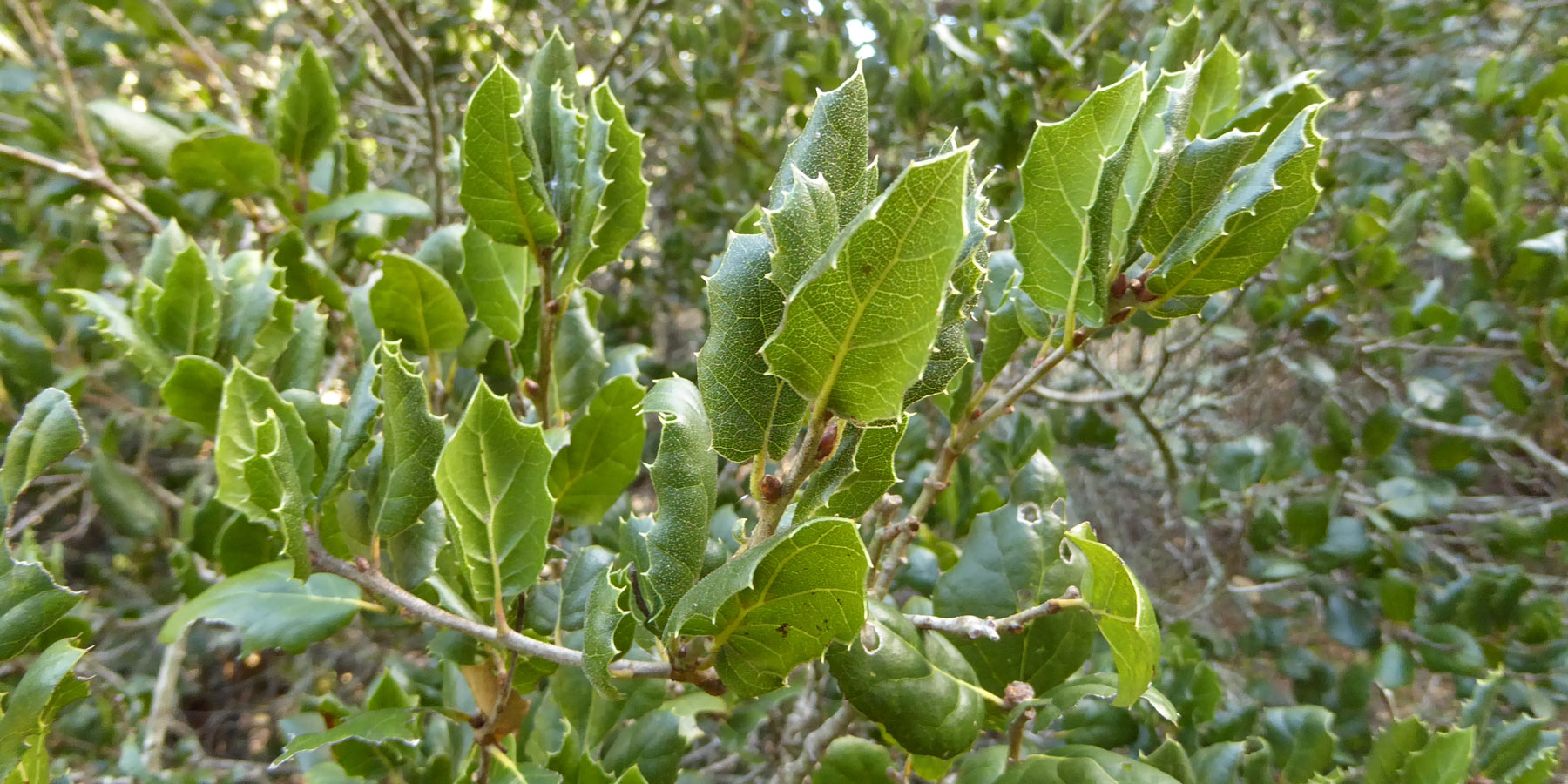 coast-live-leaves-2x1.jpg