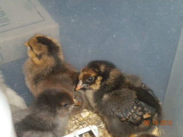 ChicksTakeIV002.jpg