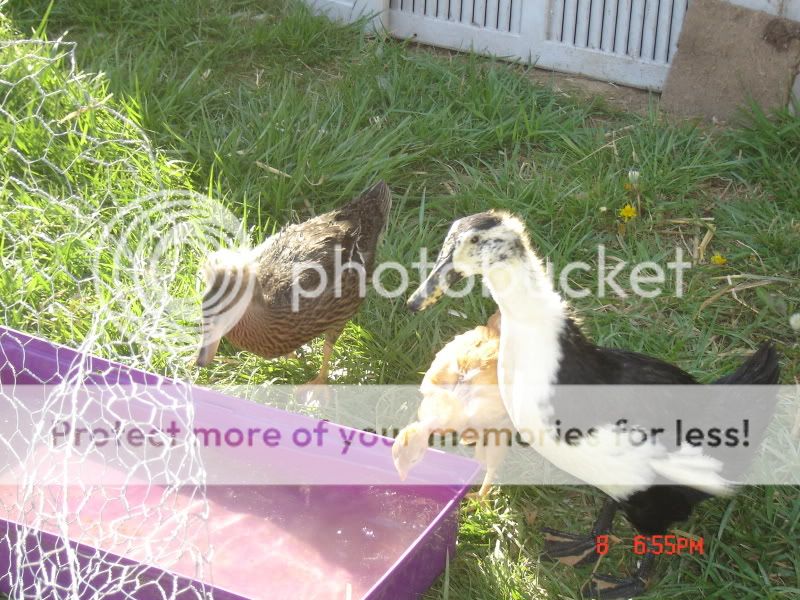 DSC08076.jpg