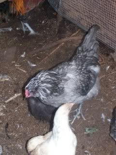 Blueameraucana-1.jpg