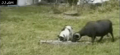tumblr_mueytx1tMB1qewacoo7_250.gif