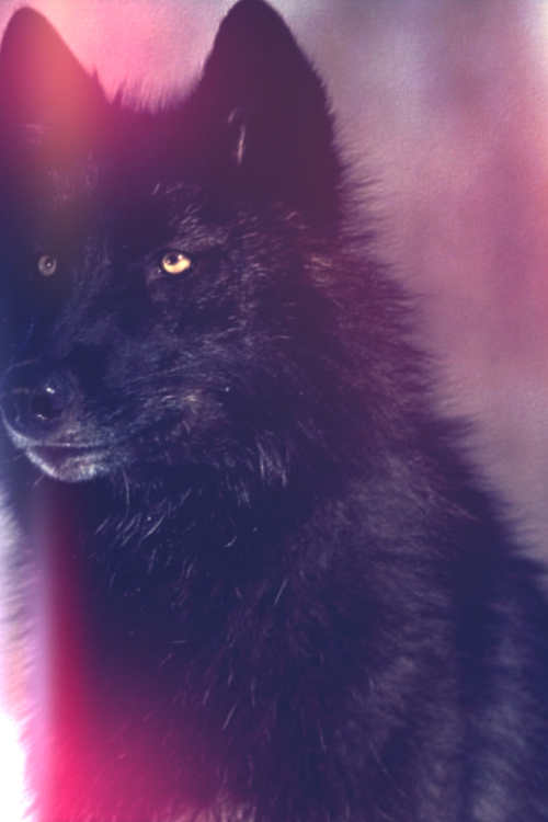 tumblr_m014awHSK81r8kmh7o1_500.png