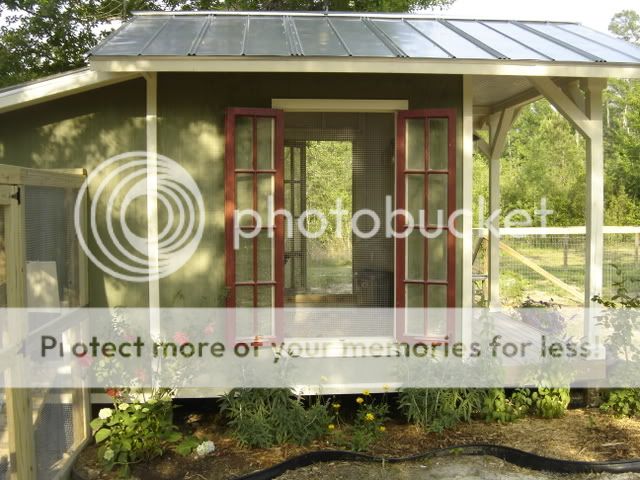 chickschickenscoopflowers135.jpg