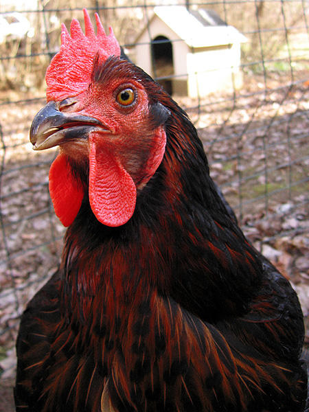 Chatterbox_Chicken_by_RandomWiktor.jpg
