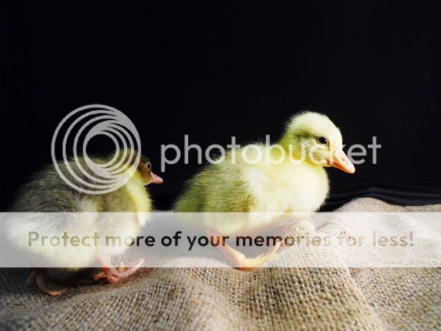 DSCN1390.jpg