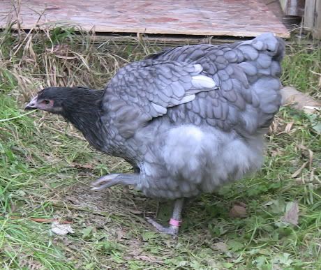 bluepullet.jpg