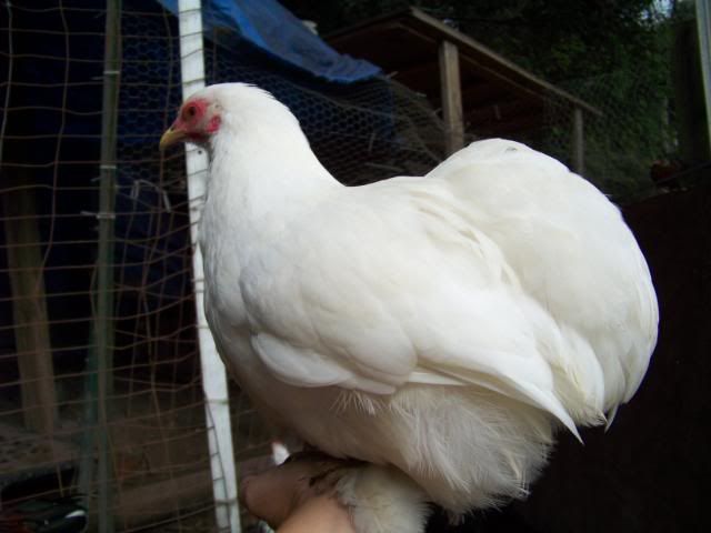 Bantamcochins004.jpg