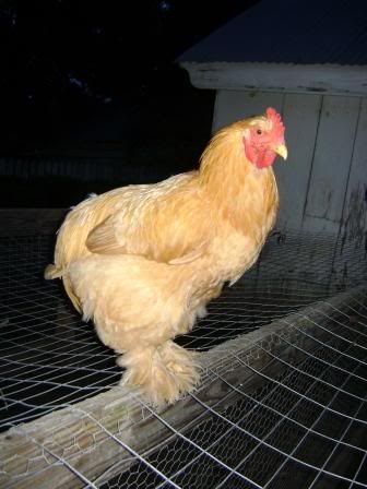 orpchin2.jpg