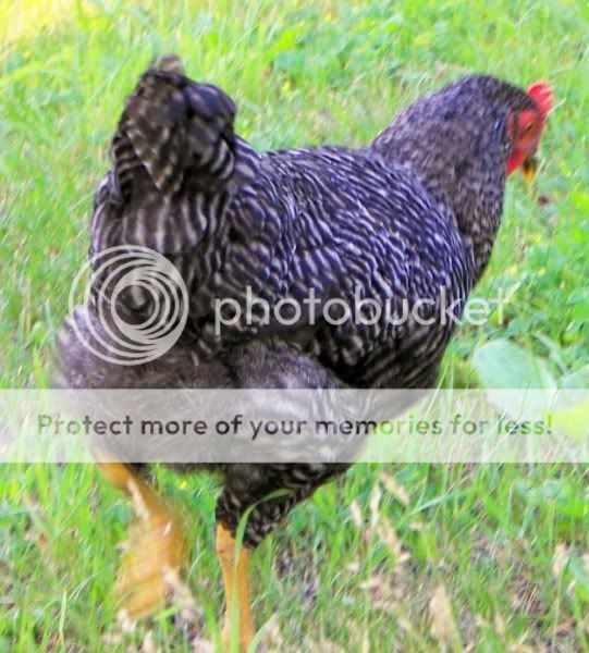 100_1535_renamed_24189.jpg