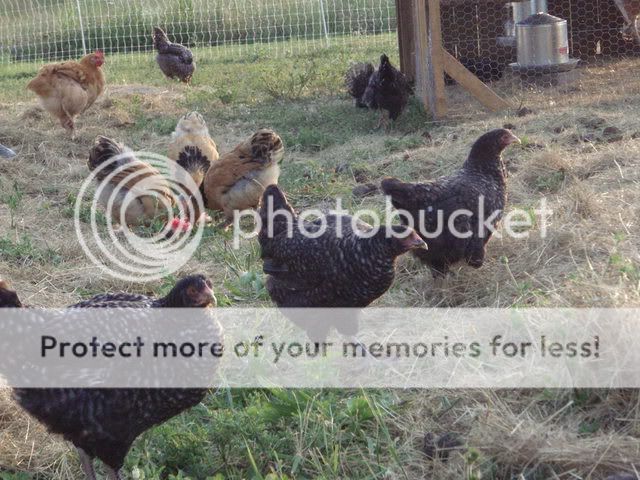 chickens003.jpg
