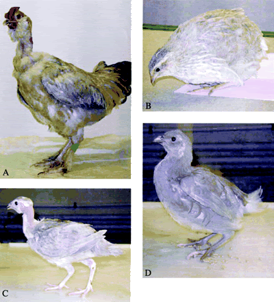 CDchickenquailhybridssterile.gif