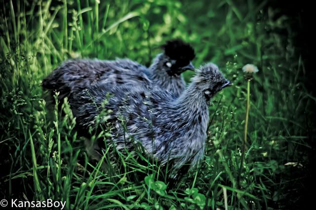 Chickens3of11.jpg