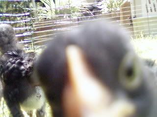 Bostonandchickens021.jpg