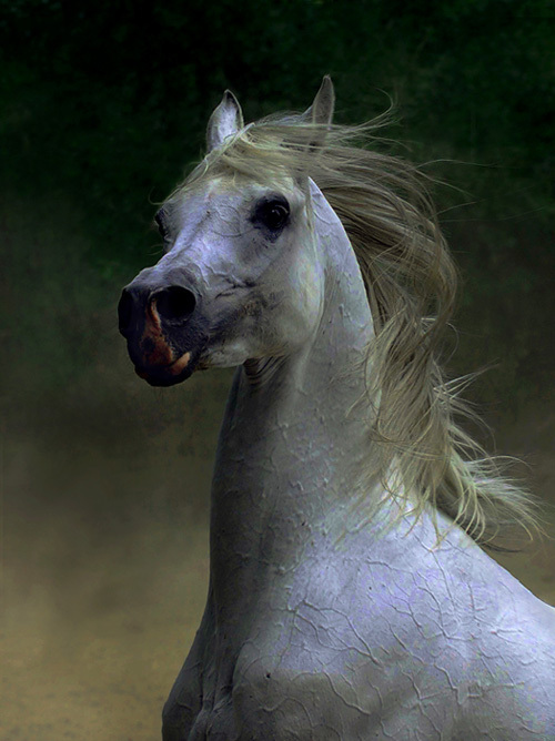 Beautiful-horses-horses-17306129-500-668.jpg