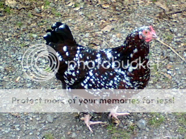 1020081707a.jpg
