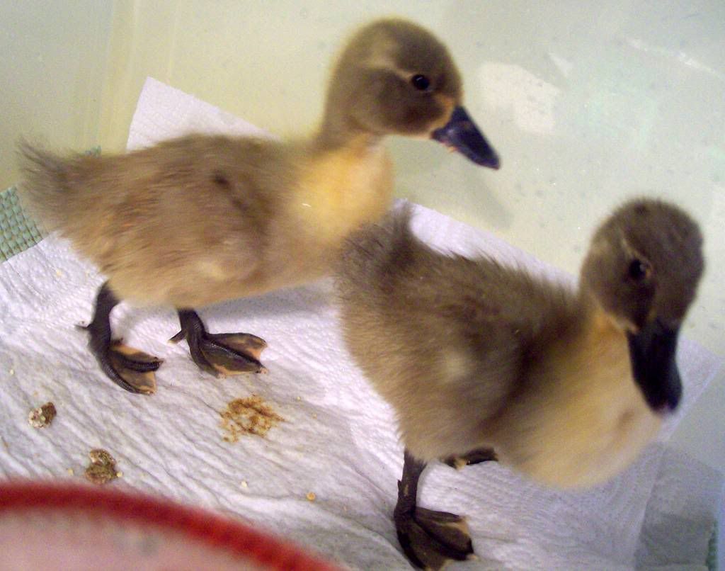 DucklingsMarch302.jpg