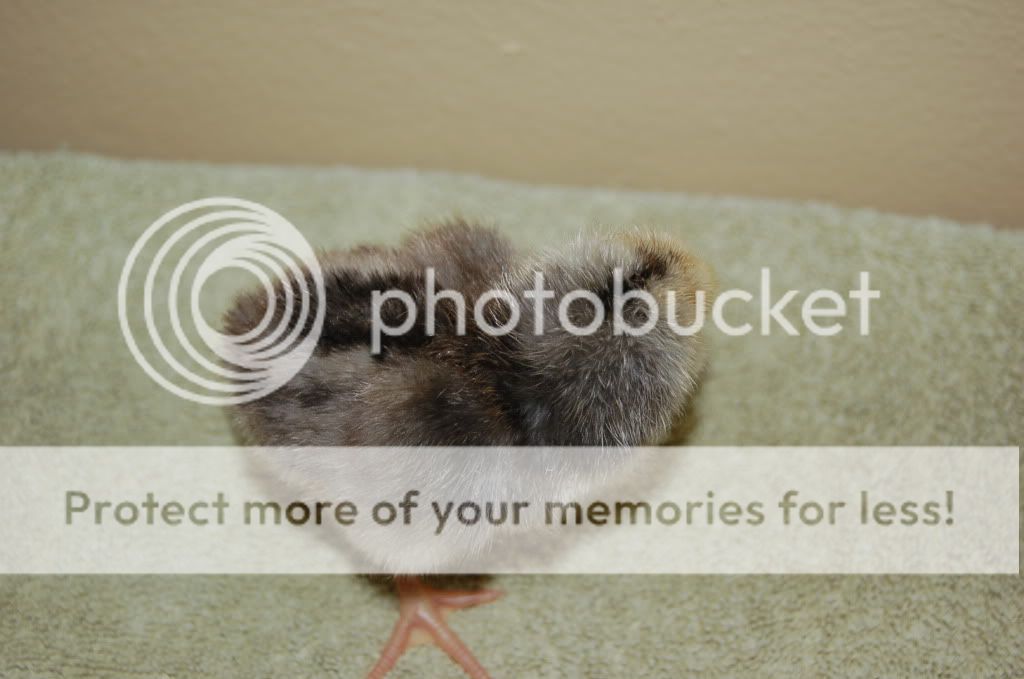 Newbabychickens043-1.jpg