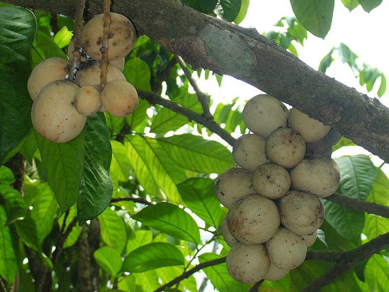 800px-Lanzones.jpg