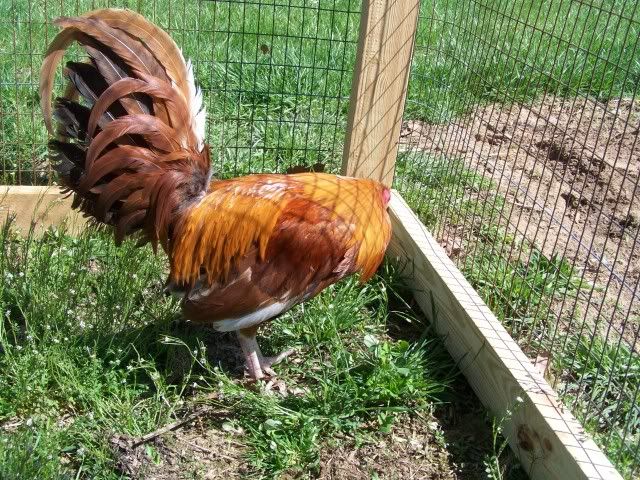 chicken048.jpg