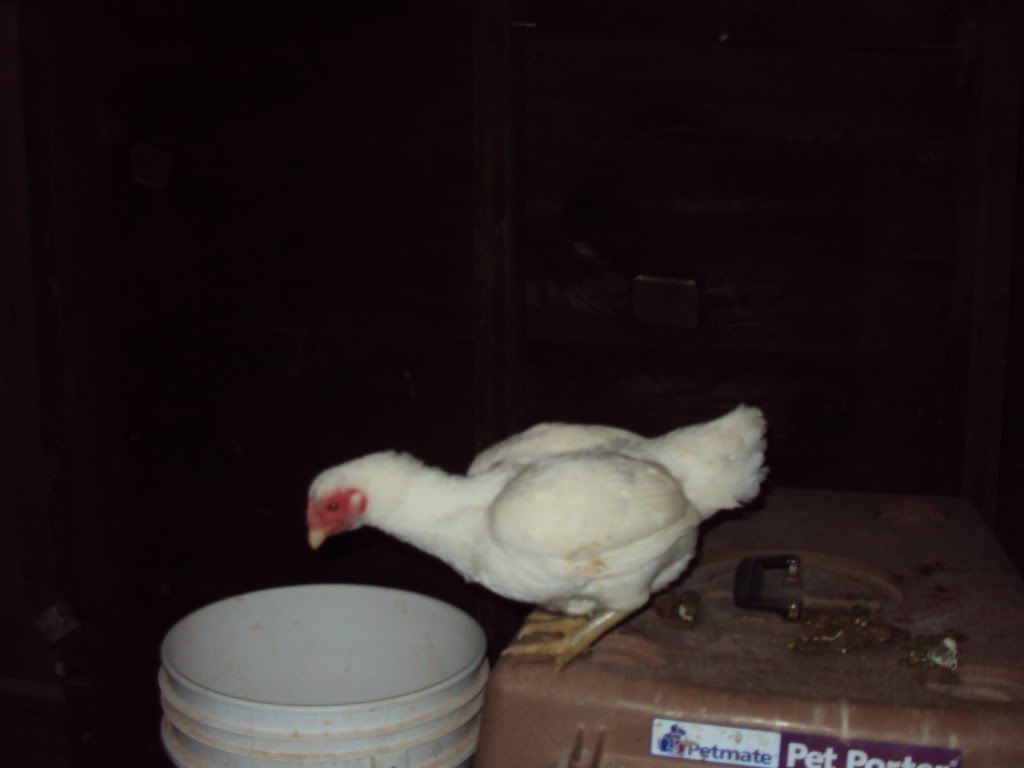 DSC00966.jpg