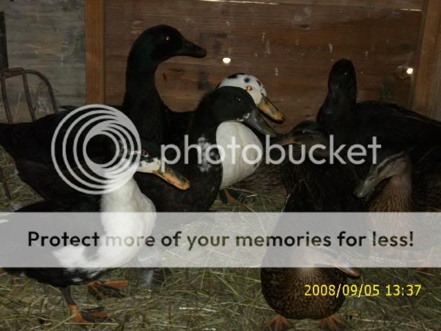 Sept08mybirds038.jpg