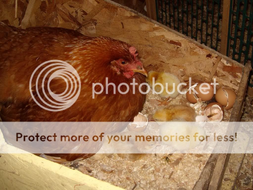 GoldiesFirstBrood012.jpg