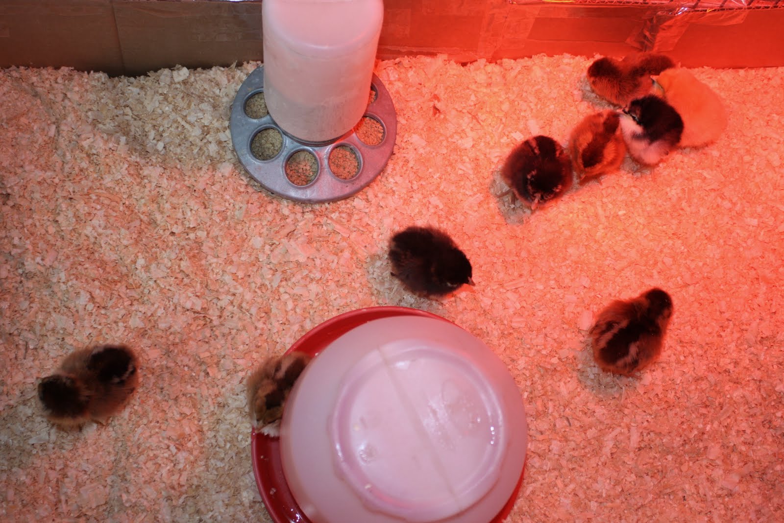 MeyerChicks+001.JPG