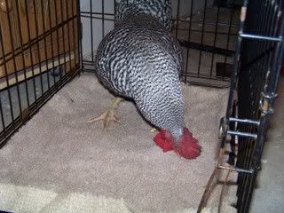 Picture029.jpg