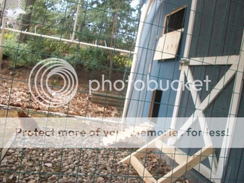 chickenshouse067.jpg