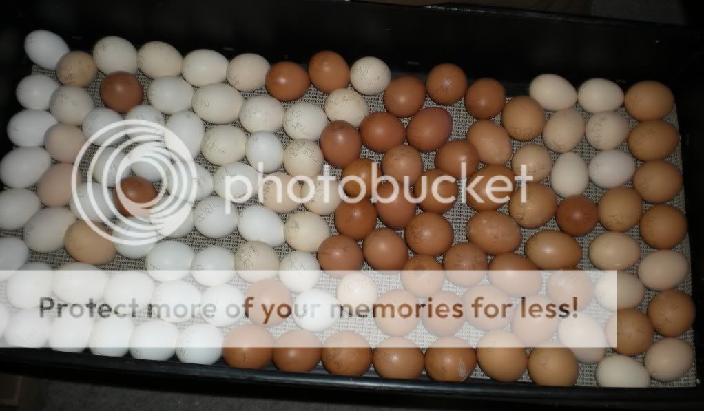 eggs004.jpg