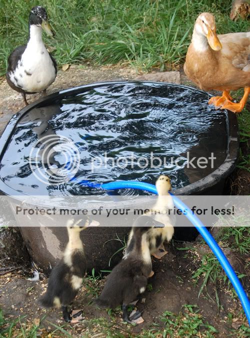 ducks3-1.jpg