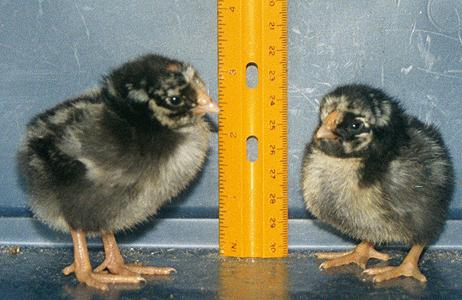 SLWyChix.JPEG