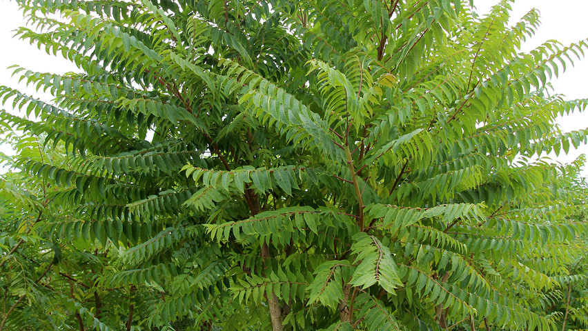 ailanthus-altissima-multi-stem-1.jpg